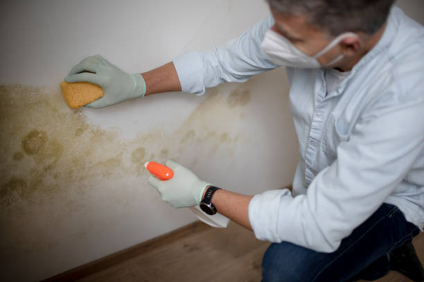 Professional Mold Removal in Fort Oglethorpe, GA